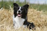 BORDER COLLIE 620